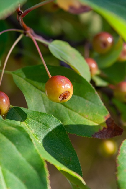 曼联一度被 曼联一度被