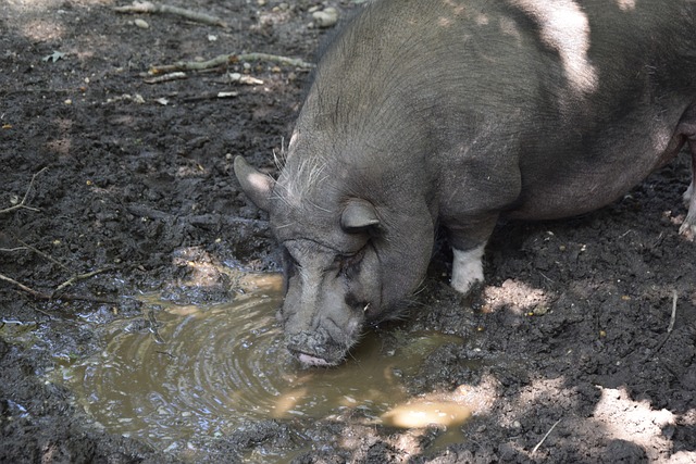 以应对对手 以应对对手