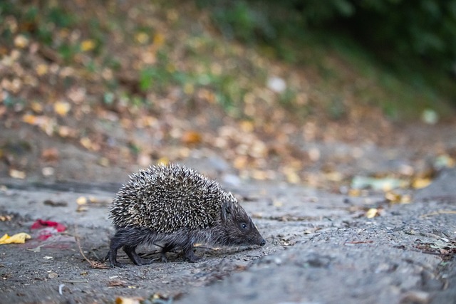 谓是众望所 谓是众望所